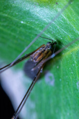 crane flies on top of a leaf