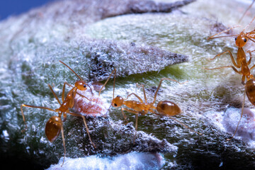 two ants on the top of a tree branch