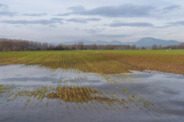 Flooded fields-Ibero