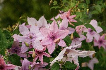Clematis, pink flowers in the garden. 