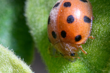 an orange ladybug on top of a leaf