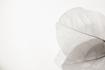 Black and white background of three leaves on the side.