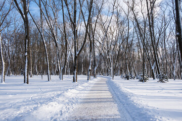 In the winter city park, paths cleared of snow, trees in the snow, lanterns, on a sunny bright day. A combination of nature and city