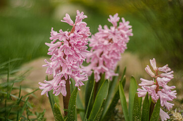 Obraz premium Pink hyacinths. Floriculture. Spring flowers., flowers in the garden