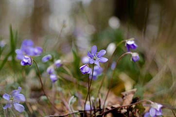 First spring flowers. Snowdrops. Forest flowers.