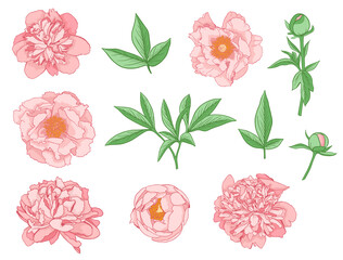 Set of Pink Peony Flowers