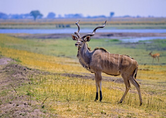 Naklejka na ściany i meble Greater kudu on flood plain in Botswana,Africa