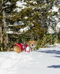 dog in winter forest