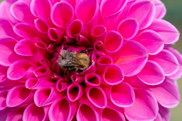 Close up of a pink dahlia flower