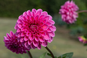 Close up of a pink dahlia flower