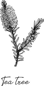 Tea tree -  Leptospermum Scoparium. Sketchy hand-drawn vector illustration.
