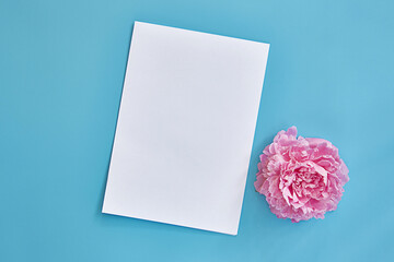 sheet of white paper with space for text on a blue background. Peony flower.Top view, copy space.