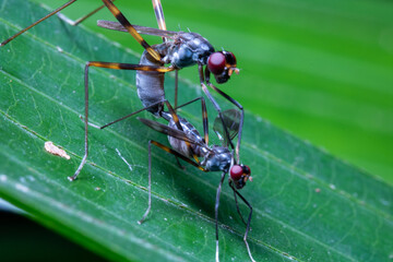 two mating stilt-legged fly on top of a leaf