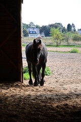Schwarzes Pferd im Stall