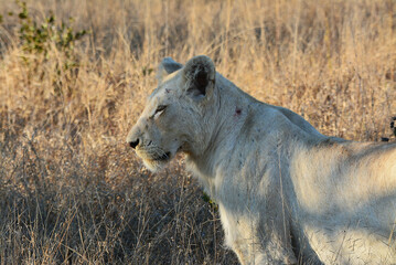 White Lioness - Africa