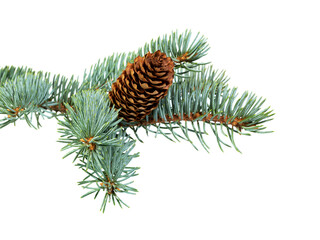 Spruce branch with cones isolated on white.