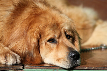 Tibetan Mastiff