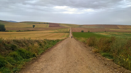 Fototapeta na wymiar Country road among agricultural fields in summer. Pilgrims follow the path of St. James