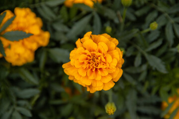 orange marigolds in green leaves outside