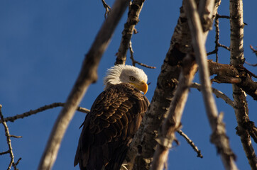 Bald Eagle is Watching You!