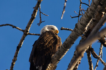 Bald Eagle is Watching You!