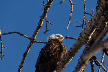 Bald Eagle is Watching You!