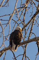 An Adult Bald Eagle in a Tree