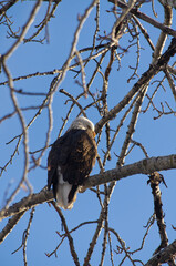 An Adult Bald Eagle in a Tree