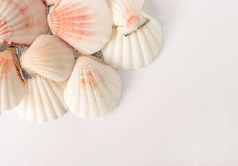 Flat lay view of seashells isolated on white background