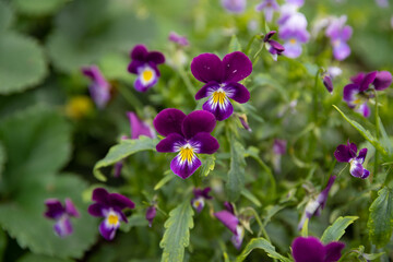 small purple-yellow pansies on the street