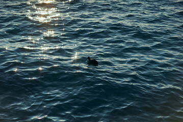 Naklejka premium duck swimming in the freezing cold water of lake garda in winter in italy
