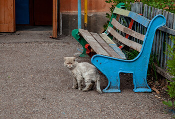 Homeless cat near the old bench against the background of the old house.