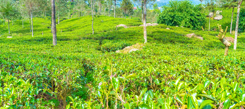 Sticker Densely planted tea shrubs  look like a carpet, that covers hills in Sri Lanka