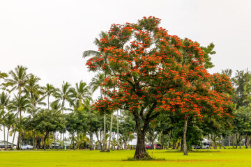 Spathodea campanulata, commonly known as the African tulip tree with red flowers growing in the Wailoa River State Recreation Area, Hilo, Hawaii - Powered by Adobe