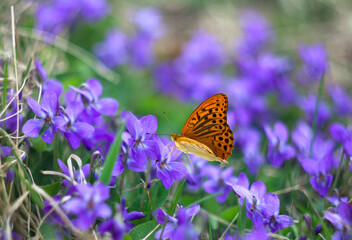 Violet flowers viola canina and orange butterfly in spring in forest