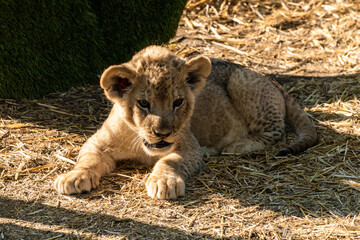 The Republic of Crimea. July 17, 2021. A small lion cub in the aviary of the Lion Taigan Park in the city of Belogorsk.