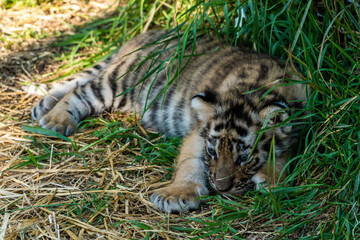 The Republic of Crimea. The city of Belogorsk. July 17, 2021. A funny little tiger cub in the enclosure of the Taigan Lion Park.