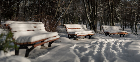 Winter trees at nature park in the city with benches