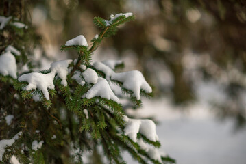 Winter trees at nature park in the city with benches