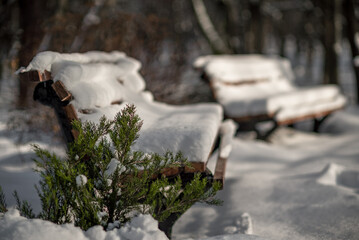 Winter trees at nature park in the city with benches