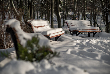 Winter trees at nature park in the city with benches