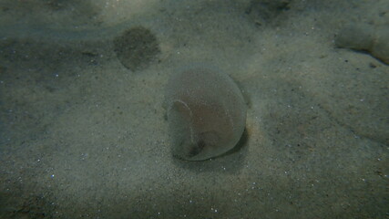 Eggs of lugworm or sandworm (Arenicola sp. marina var.) in protective sheath undersea, Aegean Sea,...