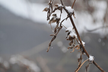 Flowers in the snow