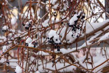Frozen berries on branches in winter