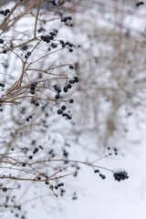 Berries in the snow. Bush with berries in the snow.