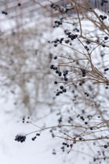 Berries in the snow. Bush with berries in the snow.