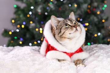 Santa Claus. Kitten close up. Cat with green eyes on the background of Christmas tree and Christmas lights. Pet care concept. Santa Claus kitten. Happy New Year 2023. Tabby. Winter.