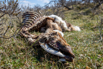 Wild deer carcass in nature