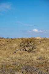 Single tree on a meadow