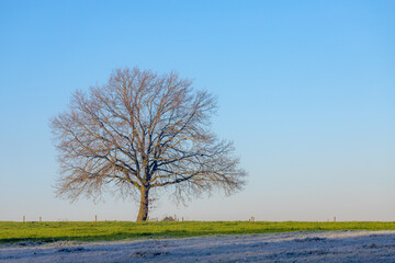 Obraz premium Winter landscape view of bare tree on green meadow with white morning frost or snowflakes, Frost is a thin layer of ice which forms from water vapor in an above freezing atmosphere, Nature background.